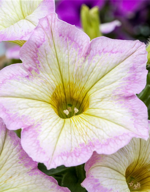 Petunie 'Chameletunia'®