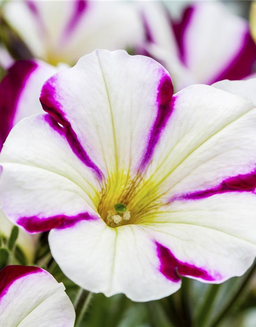 Petunie 'Chameletunia'®