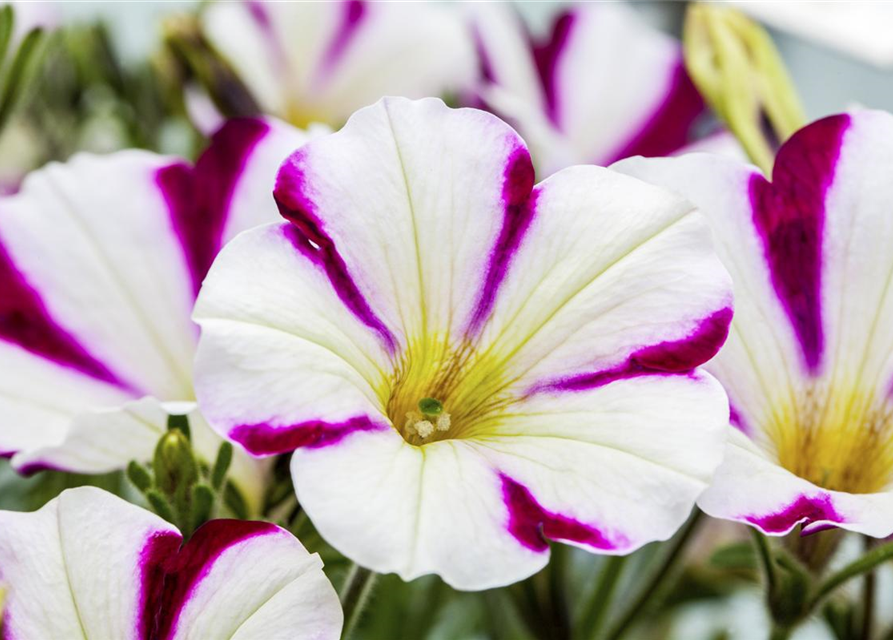 Petunie 'Chameletunia'®