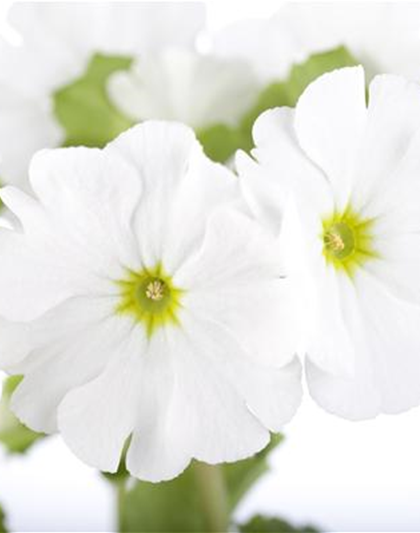 Frühlingsprimel 'Touch Me® White'