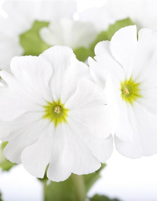 Frühlingsprimel 'Touch Me® White'