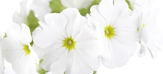 Frühlingsprimel 'Touch Me® White'