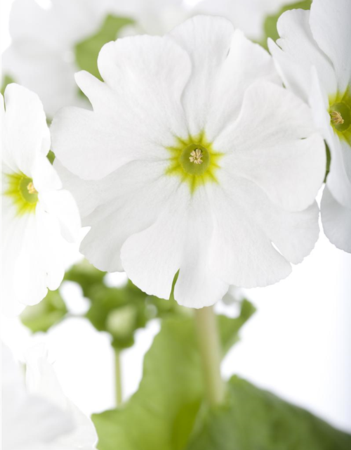 Frühlingsprimel 'Touch Me® White'