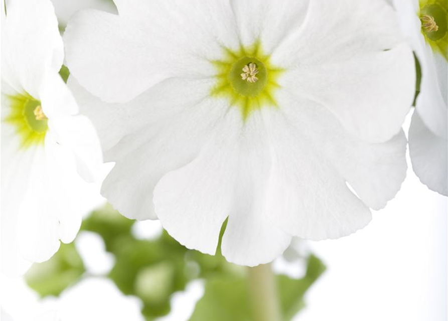 Frühlingsprimel 'Touch Me® White'