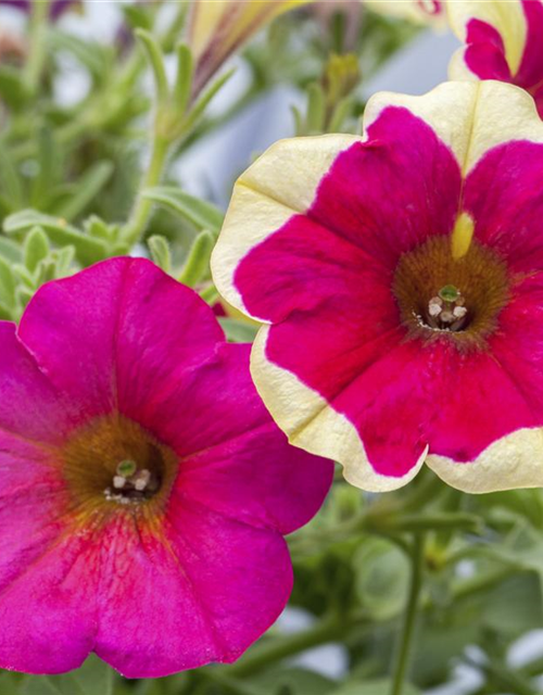 Petunie 'Chameletunia'®