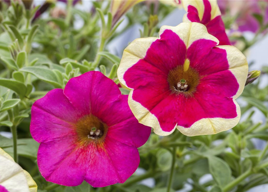 Petunie 'Chameletunia'®