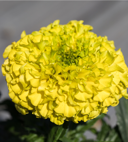 Hohe Studentenblume 'Antigua Yellow'