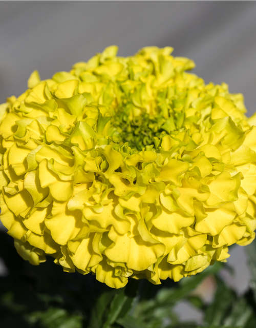 Hohe Studentenblume 'Antigua Yellow'