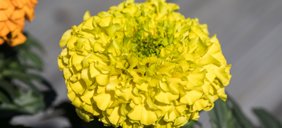 Hohe Studentenblume 'Antigua Yellow'