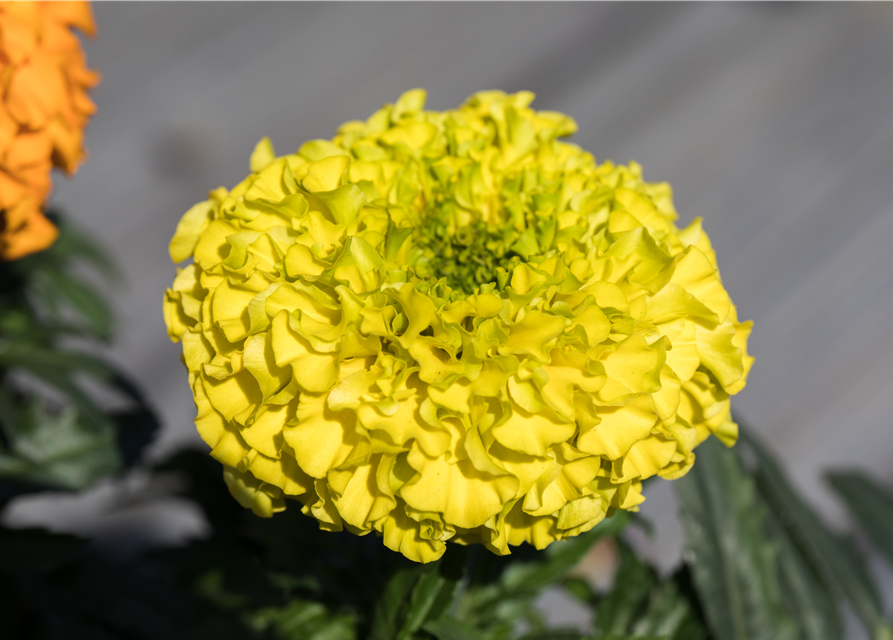 Hohe Studentenblume 'Antigua Yellow'