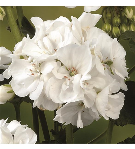 Stehende Geranie 'Grandeur® Power White'