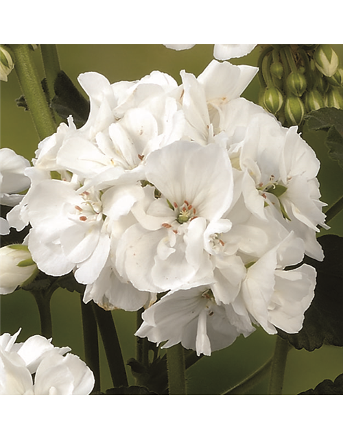 Stehende Geranie 'Grandeur® Power White'