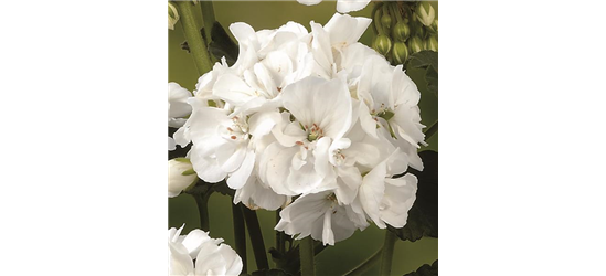 Stehende Geranie 'Grandeur® Power White'