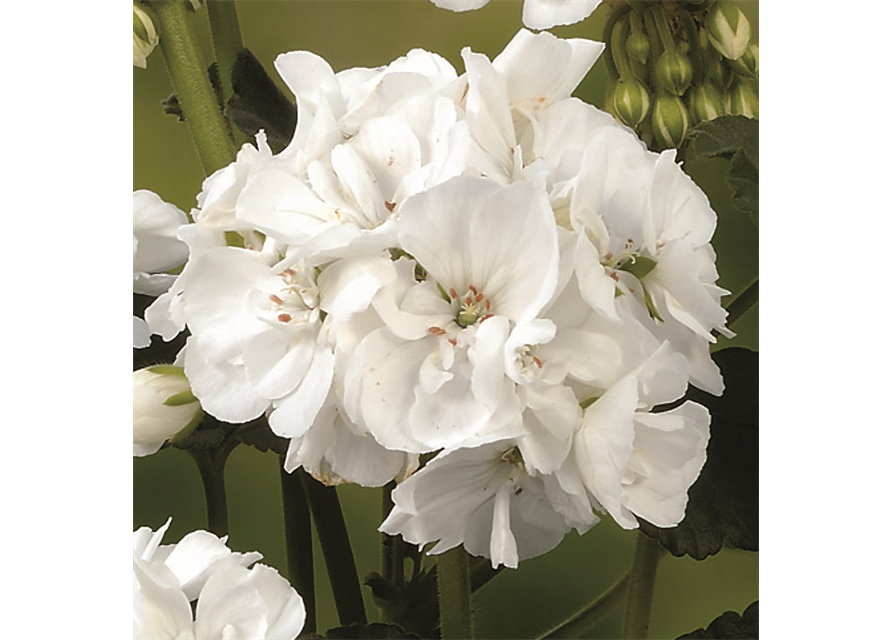 Stehende Geranie 'Grandeur® Power White'