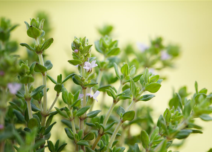 Kugelthymian 'Fredo'