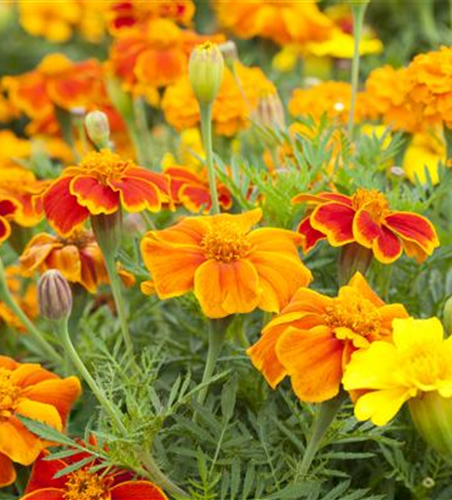 Tagetes 'Espana Mix'