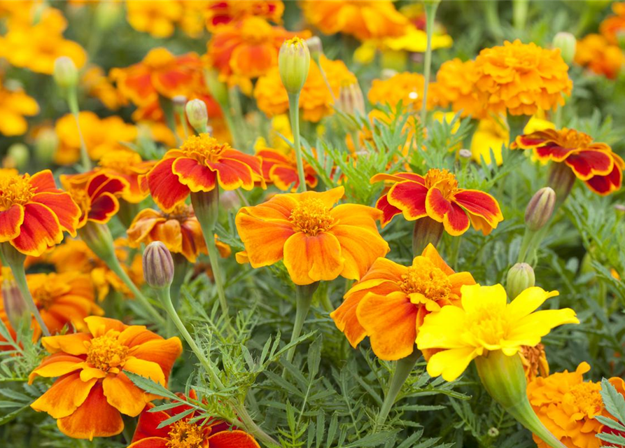 Tagetes 'Espana Mix'