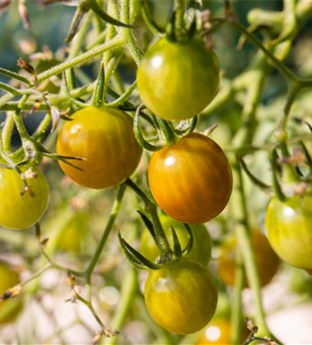 Balkon-Cherrytomate 'Tom Yellow'