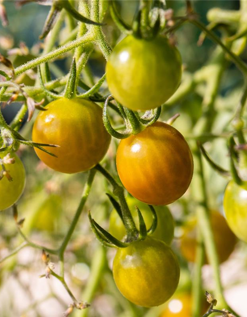 Balkon-Cherrytomate 'Tom Yellow'