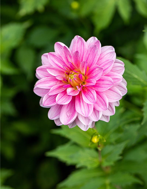 Dahlie 'Lubega® Special Rose Eye'