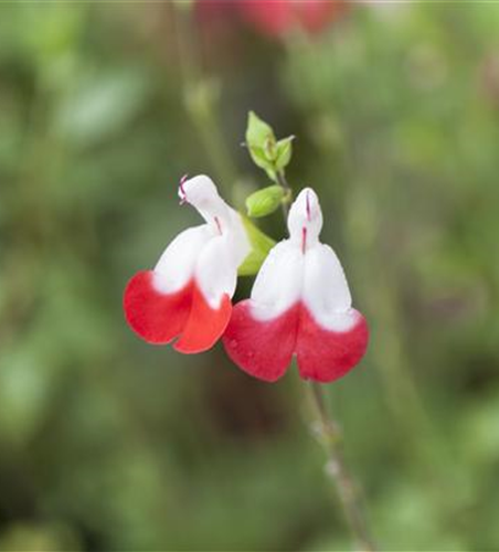 Johannisbeer-Salbei 'Hot Lips'