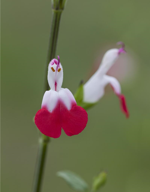 Johannisbeer-Salbei 'Hot Lips'