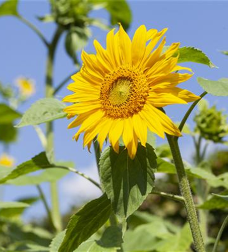 Sonnenblume 'Quarz'