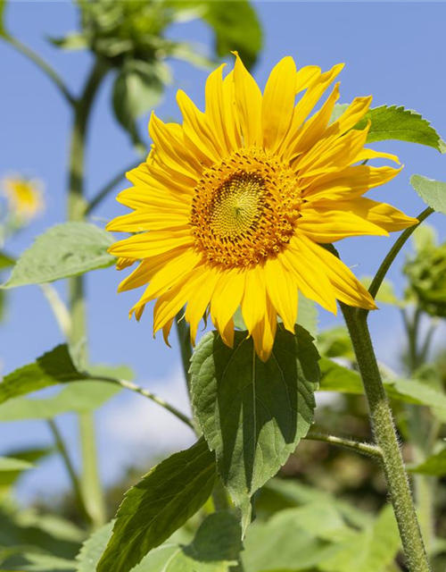 Sonnenblume 'Quarz'