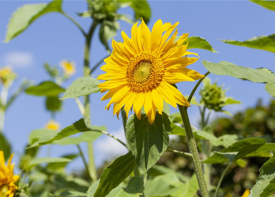 Sonnenblume 'Quarz'