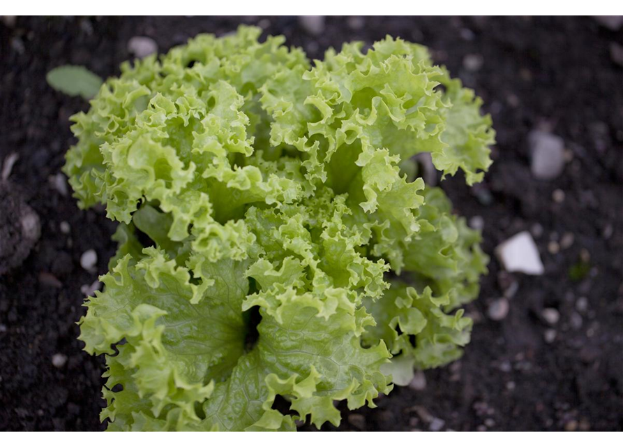 Blatt-Salat 'Lollo bionda'