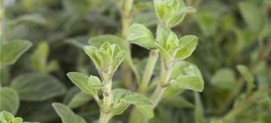 Oregano