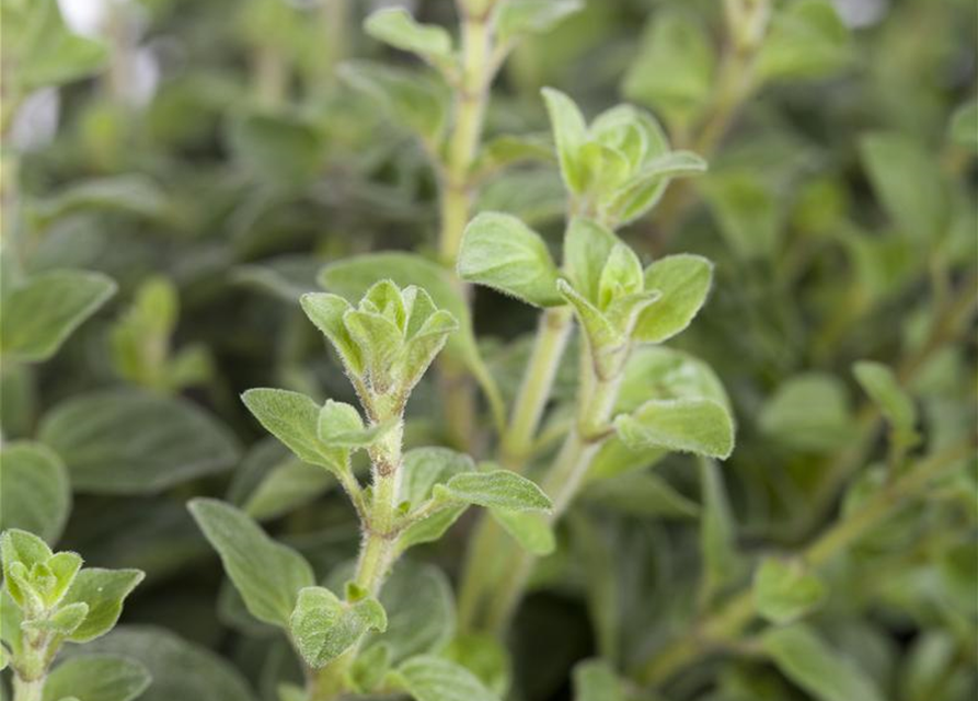 Oregano