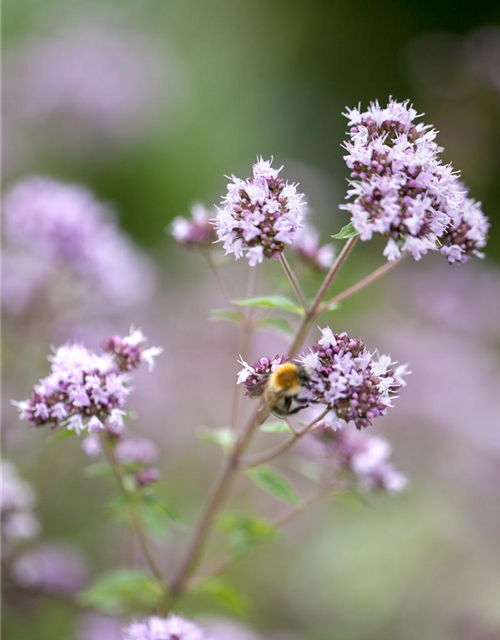 Oregano