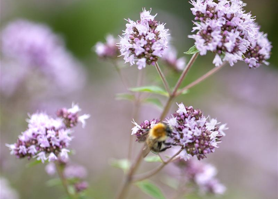 Oregano