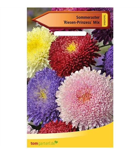 Aster 'Riesen Prinzess'