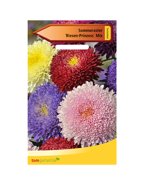 Aster 'Riesen Prinzess'