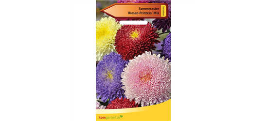 Aster 'Riesen Prinzess'