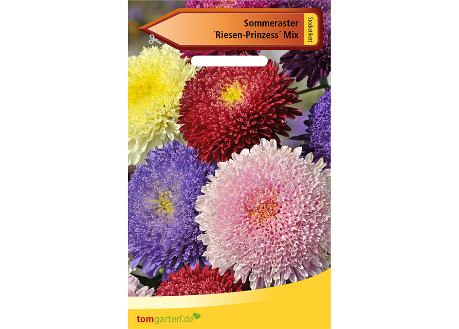 Aster 'Riesen Prinzess'