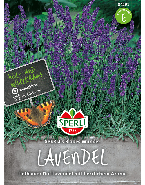 Lavendel 'Blaues Wunder'