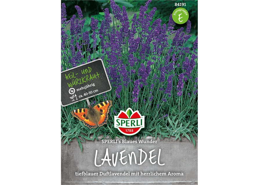 Lavendel 'Blaues Wunder'