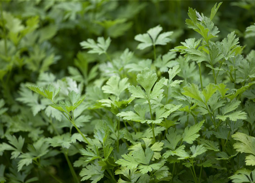 Krause Petersilie 'Grüne Perle'