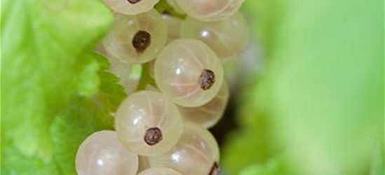 Johannisbeere 'Summer Pearls® White'