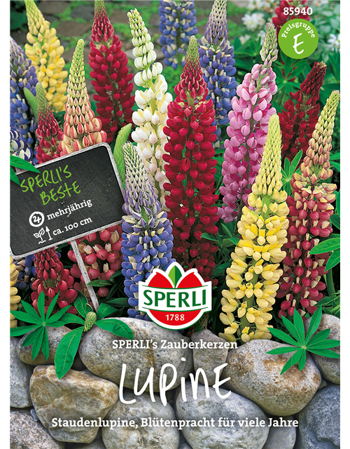 Garten-Lupine 'Zauberkerze'