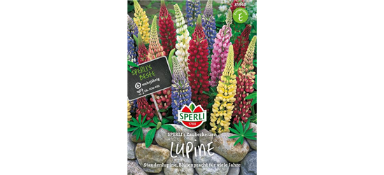 Garten-Lupine 'Zauberkerze'