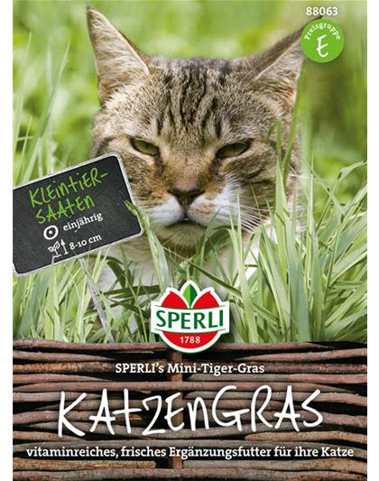 Katzengras