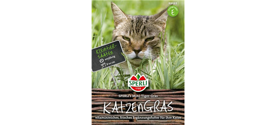 Katzengras