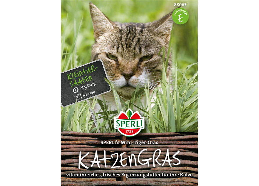 Katzengras