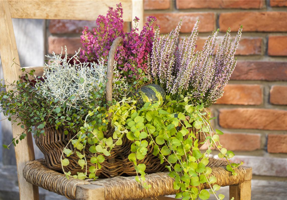 Wie der Balkon im Winter zum blühenden Pflanzenparadies wird