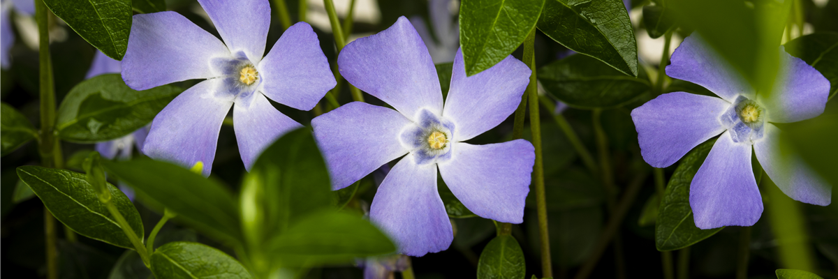 Vinca minor, blau