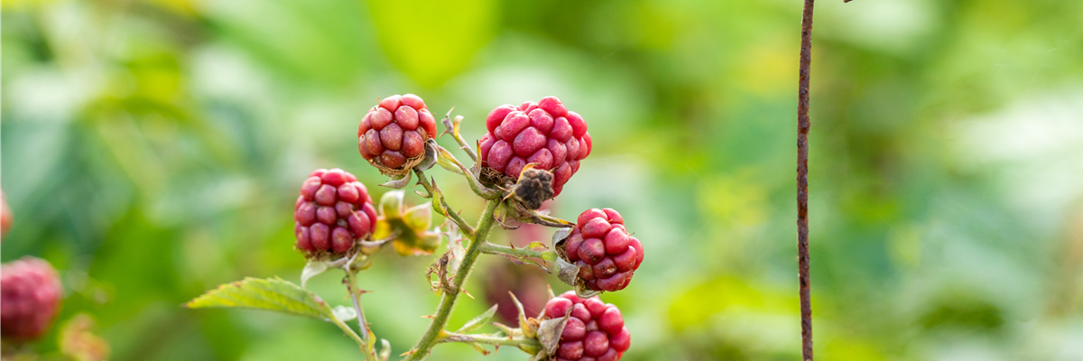 Rubus fruticosus